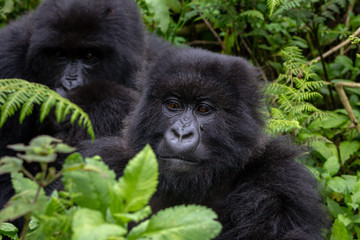 A group of mountain gorillas in the Volcanoes National Park, Rwanda