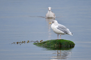 Silbermöwe im Herbst an der Ostsee