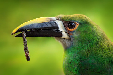 Bird portrait, close-up bill of toucan with food. Toucanet, Aulacorhynchus prasinus, green toucan in the nature habitat, Colombia. Wildlife scene from tropic forest. Green bird sitting on the branch.