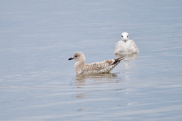 Junge Sturmmöwe an der Ostsee