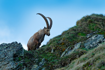 Alpine Ibex, Capra ibex, in nature habitat. Gran Paradisko National Park, Italy. Wildlife scene from nature. Animal with horn in the rock mountain. Close-up detail of horned mammal in the stones.