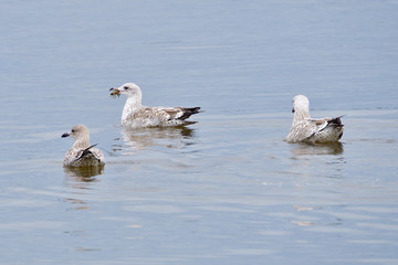 Junge Silbermöwen an der Ostsee im Herbst