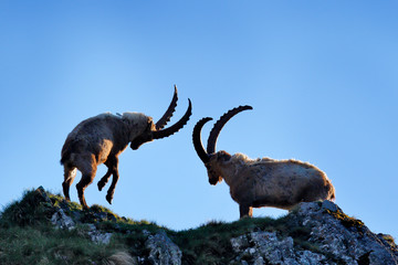 Ibex fight on the rock. Alpine Ibex, Capra ibex, animals in nature habitat, France. Night in the...