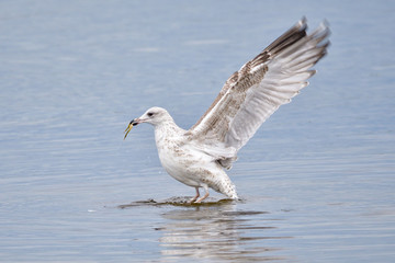 Junge Silbermöwen an der Ostsee im Herbst