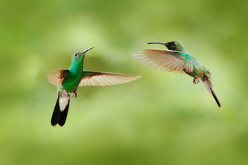 Green hummingbird from Colombia, green bird flying next to beautiful red flower, action feeding scene in green tropical forest, animal in the nature habitat.