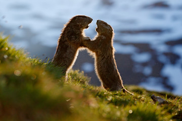 Cute fat animal Marmot, sitting in the grass with nature rock mountain habitat, Alp, Italy. Wildlife scene from wild nature. Funny image, detail of Marmot.