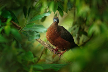 Band-tailed Guan, Penelope argyrotis, rare bird from dark forest Santa Marta mountain, Colombia. Birdwatching in South America. Wildife scene in nature, South America birdwatching.