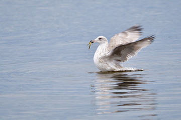 Junge Silbermöwen an der Ostsee im Herbst