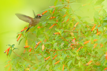 Blossomcrown Anthocephala floriceps, hummingbird, in red bloom flower garden, Santa Marta in Colombia. Bird fly in the nature habitat. Wildlife in Colombia, Blossomcrown flight. Red and green.