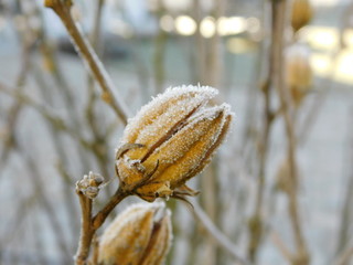 geöffnete Hibiskuskapsel mit frost