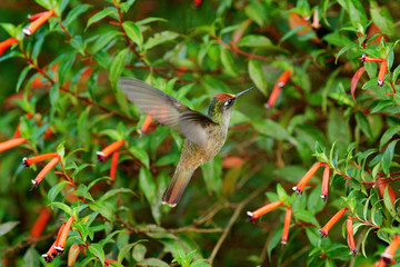 Fototapeta na wymiar Blossomcrown Anthocephala floriceps, hummingbird, in red bloom flower garden, Santa Marta in Colombia. Bird fly in the nature habitat. Wildlife in Colombia, Blossomcrown flight. Red and green.