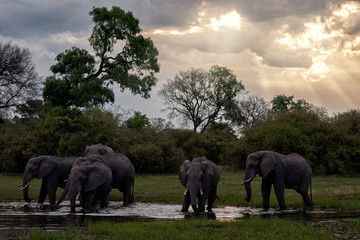 Khwai river - herd of elephant sunset. Wildlife scene from nature. Group of African elephants drinking at a waterhole lifting their trunks, Okavango, Botswana, Africa.