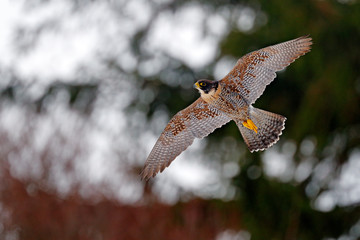 Flight of Peregrine Falcon. Bird of prey with open wings. White light sky in background. Action...