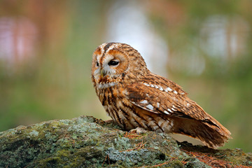 Tawny owl sitting on the stone n forest. Clear green background. Beautiful animal in the nature. Bird in the Sweden forest. Wildlife scene from dark spruce tree. Mystic bird in habitat.