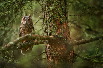 Owl in the forest habitat. Long-eared Owl sitting on the branch in the fallen larch forest during...