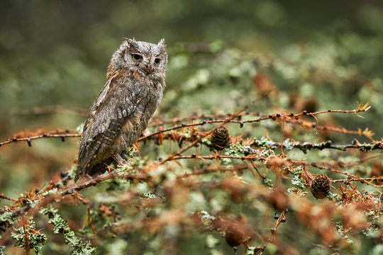 Scops Owl, Otus scops, sitting on tree branch in the dark forest. Wildlife animal scene from nature. Little bird, owl close-up detail portrait in the nature, Romania.