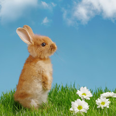 Little rabbit and easter eggs in green grass with blue sky. Easter holiday concept.
