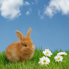 Little rabbit and easter eggs in green grass with blue sky. Easter holiday concept.