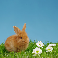 Little rabbit and easter eggs in green grass with blue sky. Easter holiday concept.