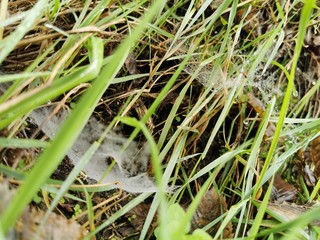 Spider in the grass - Spinnnetz im Gras