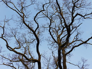 Baumkrone ohne Blätter vor azurblauem Himmel