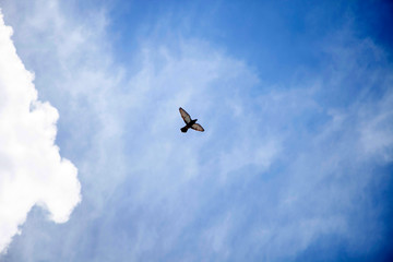 Fototapeta na wymiar dove flying in cloudy sky