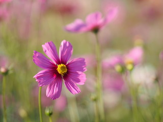 Cosmos flower in garden, pink color on blurred of nature background