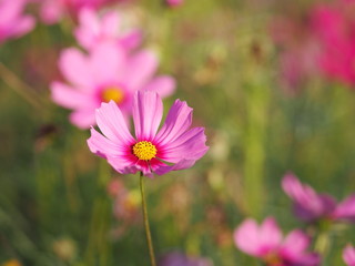 Obraz premium Cosmos flower in garden, pink color on blurred of nature background