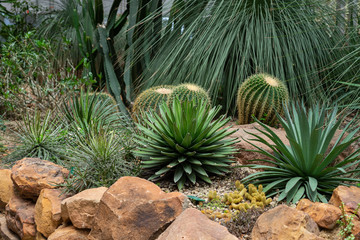 Various types of Cactus in the glass house