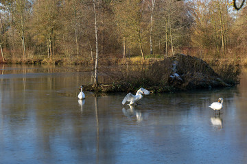 Schwan rutsch auf dem dünnen Eis am Schwanenteich / Gießen