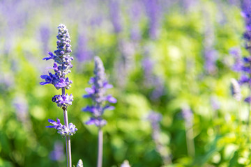 Flowers purple forget me not  in the meadow. soft and select focus