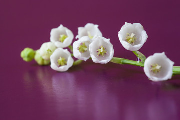 A branch of lily of the valley with a leaf on purple background. Flowers, detail.