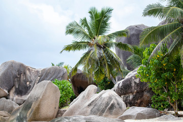Palme und Felsstrand