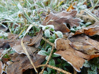 Gefrorene Sprösslinge im Winter, Hintergrund Makro