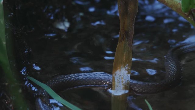 Brown Water Snake