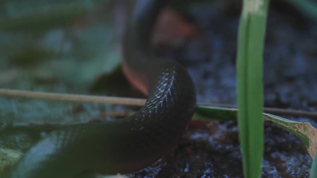 Brown Water Snake