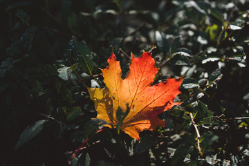 Red-orange leaf in sunlight on bokeh background. Green toning. Beautiful autumn landscape with green grass. Colorful foliage in the park. Falling leaves natural background.
