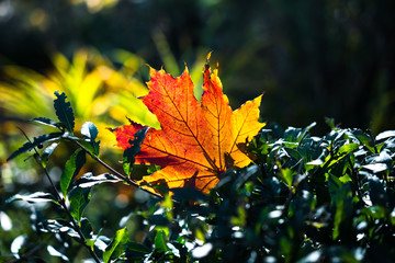 Red-orange leaf in sunlight on bokeh background. Beautiful autumn landscape with green grass. Colorful foliage in the park. Falling leaves natural background.