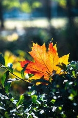 Red-orange leaf in sunlight on bokeh background. Beautiful autumn landscape with green grass. Colorful foliage in the park. Falling leaves natural background.