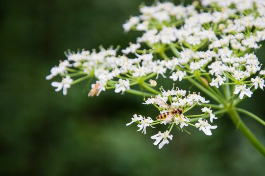 Fly in the sun on a flower (2)
