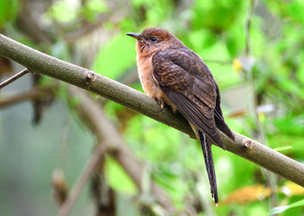 Plaintive Cuckoo is sitting o the tree branch