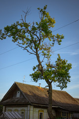 Fototapeta na wymiar tree and blue sky