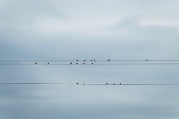 Birds on an electric cable