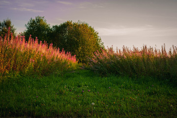 morning in the forest