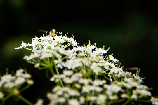 Fly in the sun on a flower