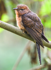 Plaintive Cuckoo is sitting o the tree branch