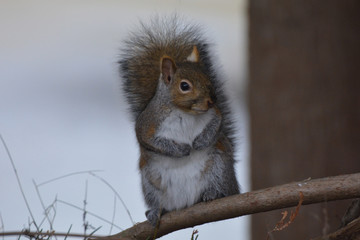 Gray Squirrel