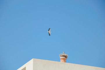 Storks have made their nests on a roof