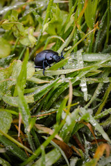 Beetle resting on a grass