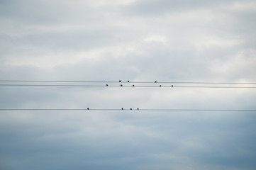 Birds on an electric cable